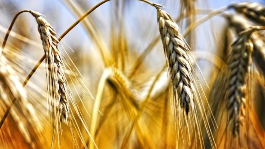Pšenica kao "suvo zlato"