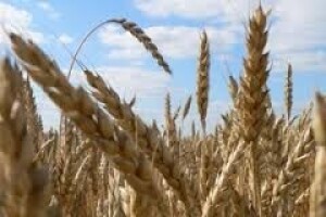 Zaštita žitarica na ekološki prihvatljiviji način