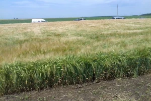 Ratari unatoč suši i koroni odradili odličan posao, čeka nas dobra žetva pšenice?