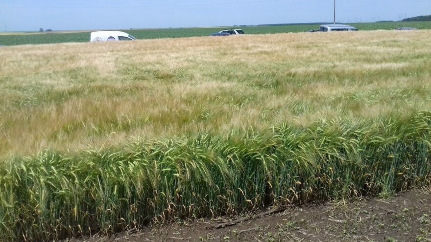 Ratari unatoč suši i koroni odradili odličan posao, čeka nas dobra žetva pšenice?