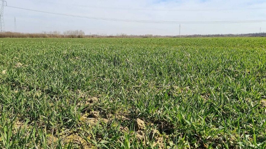 Žita su u dobrom stanju, jače žućenje listova ječma i pšenice posljedica mraza