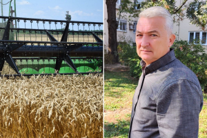 Kad pšenica rodi prije vremena - cijena će samo rasti?