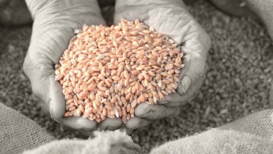 Nema kruha od pšenice