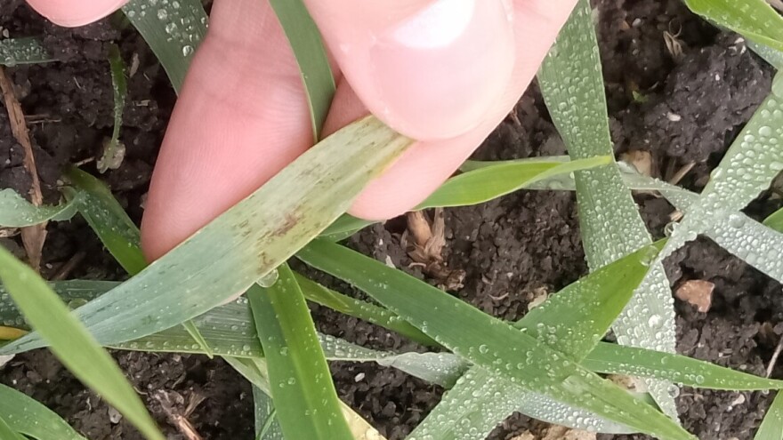 Na Jugu Srbije pšenica zdrava, u Šumadiji uočena mrežasta pegavost ječma