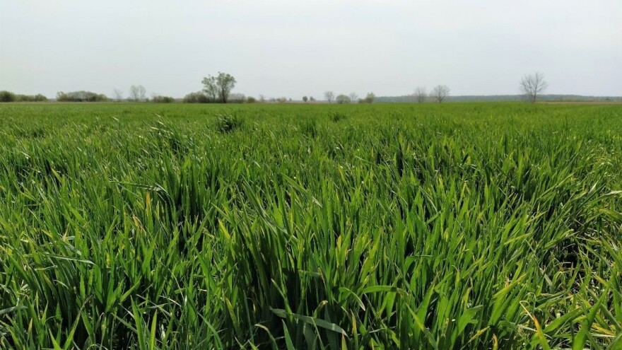 Pšenici neophodna kiša - najava novih padavina