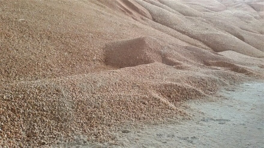 Na Produktnoj berzi veća ponuda pšenice starog roda uslovila pad cene