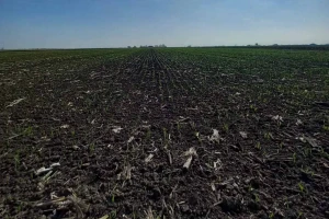 Niska brojnost glodara i dobro stanje ozime pšenice u Banatu. Šta se savetuje ratarima?