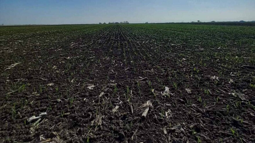 Niska brojnost glodara i dobro stanje ozime pšenice u Banatu. Šta se savetuje ratarima?