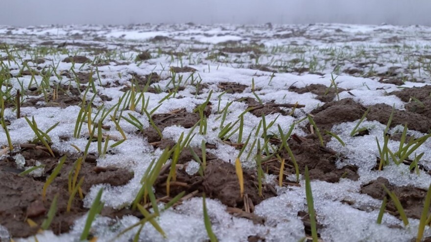 Mlade biljke pšenice u borbi protiv mraza - kako stiču otpornost?