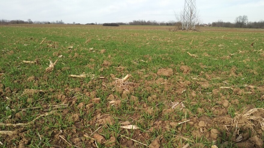 Više temperature za ovo doba godine: Pšenica i ječam boluju od pegavosti