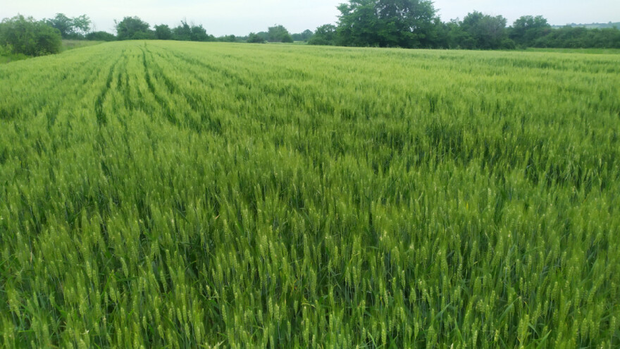 Kiša preporodila ratarske useve, nevreme nije napravilo veliku štetu?