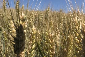 Pšenica u kolubarskom okrugu: Upitan kvalitet - prazni klasovi?