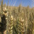 Pšenica u kolubarskom okrugu: Upitan kvalitet - prazni klasovi?