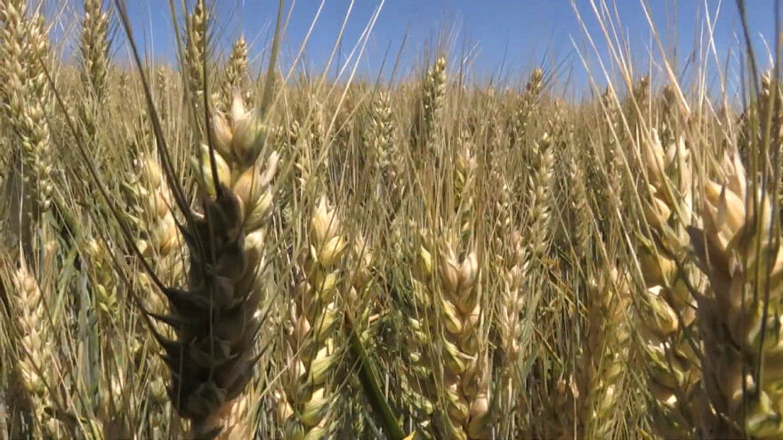 Pšenica u kolubarskom okrugu: Upitan kvalitet - prazni klasovi?