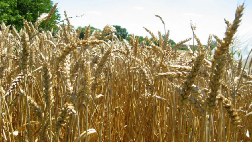 U Šumadiji kasni setva pšenice