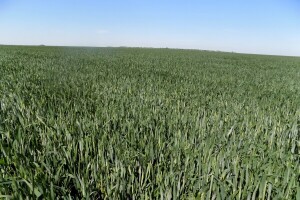 Pšenici prijeti opasnost od fuzarioze: Zaštitite je prije padavina