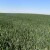 Pšenici prijeti opasnost od fuzarioze: Zaštitite je prije padavina