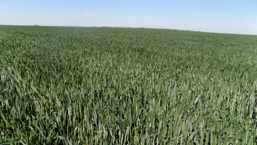 Pšenici prijeti opasnost od fuzarioze: Zaštitite je prije padavina