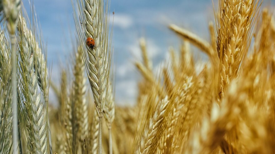 Prijedlog Pravilnika o parametrima kvalitete i kvalitativnim klasama pšenice u otkupu pšenice roda 2018.