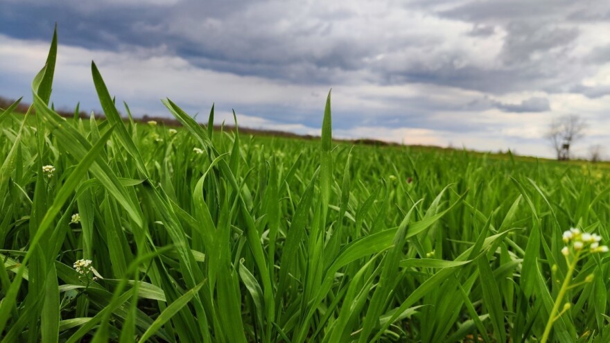 Prinosi usjeva 2023.: Kako izgleda travanjska prognoza?