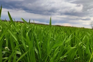 Prinosi useva 2023.: Kako izgleda aprilska prognoza?