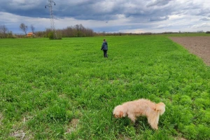 U narednom periodu svežije i vetrovito s mestimičnom kišom