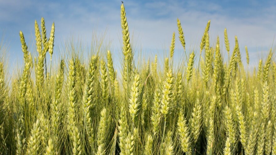 Siva pjegavost lista pšenice može značajno smanjiti prinos