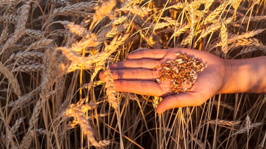Sve manje površina pod pšenicom, raste proizvodnja bobičastog voća u Hrvatskoj