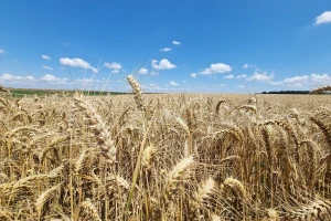Pale se alarmi, ljeto donosi temperaturu od 40°C, za vikend promjena