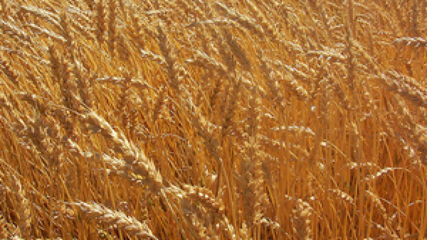 Vlada kupuje mir sa ratarima?