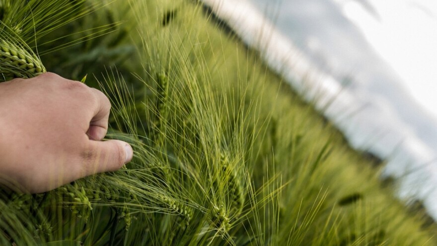 Kilogram pšenice u eko proizvodnji je 2,20 kuna, u konvencionalnoj niti kunu