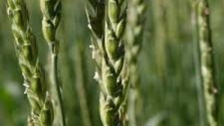 Zaštita žitarica od bolesti vršnog lišća