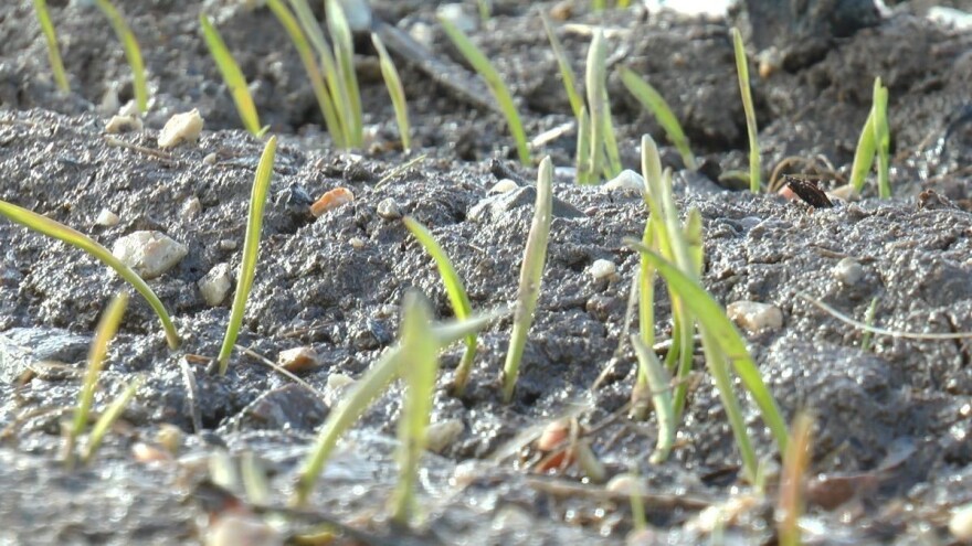 Pšenica nedovoljno razvijena - razmatra se i presejavanje