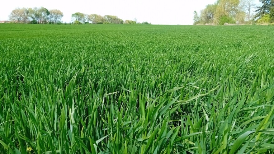 Koji su uzroci polijeganja pšenice i je li sada moguće riješiti problem?