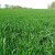 Koji su uzroci poleganja pšenice i da li je sada moguće rešiti problem?