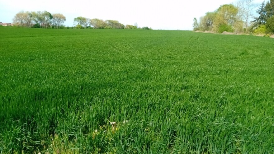 Arapović: Strna žita u kritičnoj fazi, biljke sada ne smiju oskudijevati s hranivima