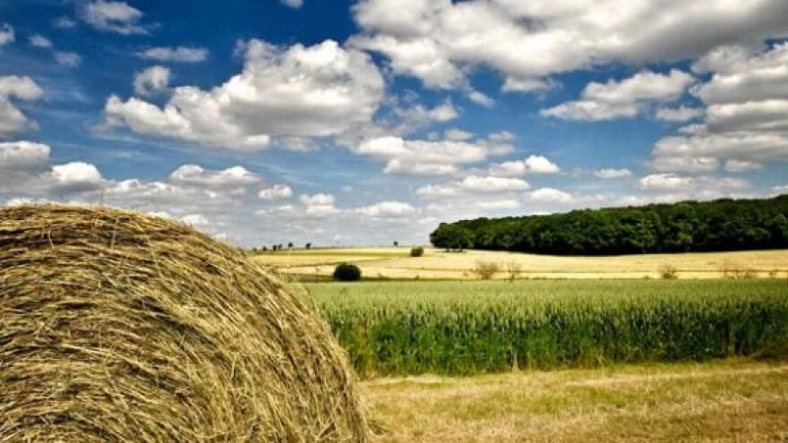 Seljačke udruge ostaju pri zahtjevima za otkupnu cijenu pšenice