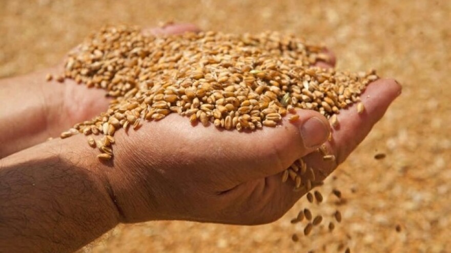 Novi rekordi na tržištu kukuruza i pšenice