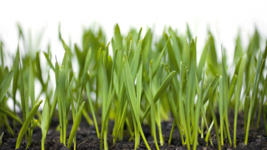 Preporuke za đubrenje pšenice i ječma