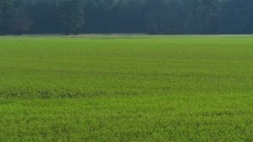 Pšenica čeka novi snijeg