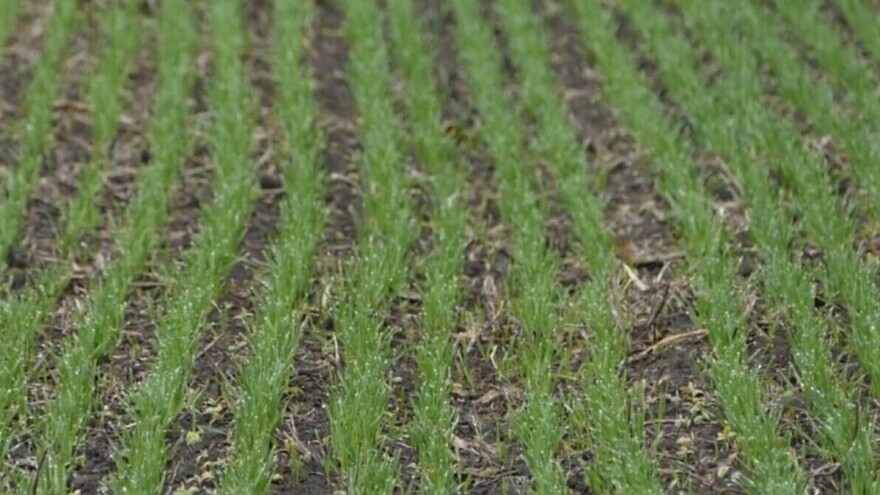 Pšenici ne smetaju trenutni vremenski uslovi - stručnjci su optimistični