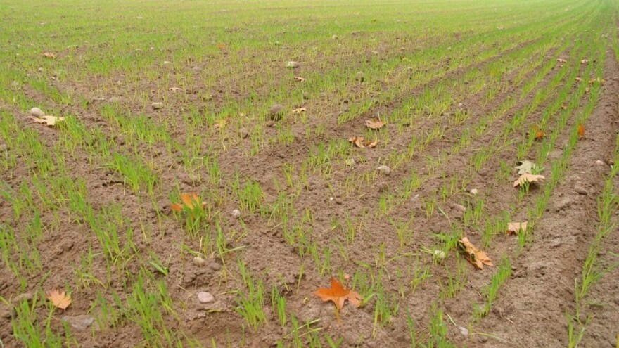 Očekuje se povećanje sjetvenih površina u 2020. godini