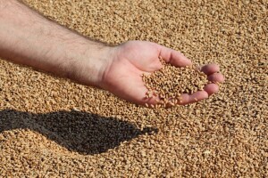 Otkrili genome pšenice i ječma koji će pomoći u stvaranju boljih sorata