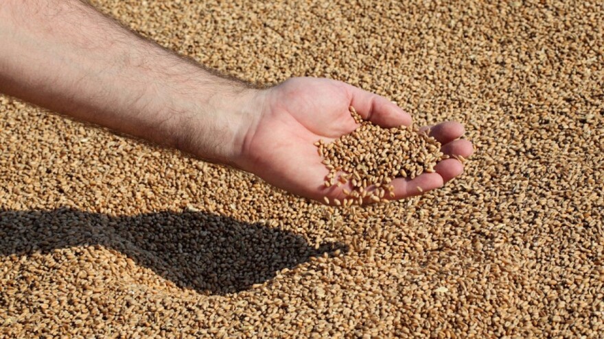 Otkrili genome pšenice i ječma koji će pomoći u stvaranju boljih sorata