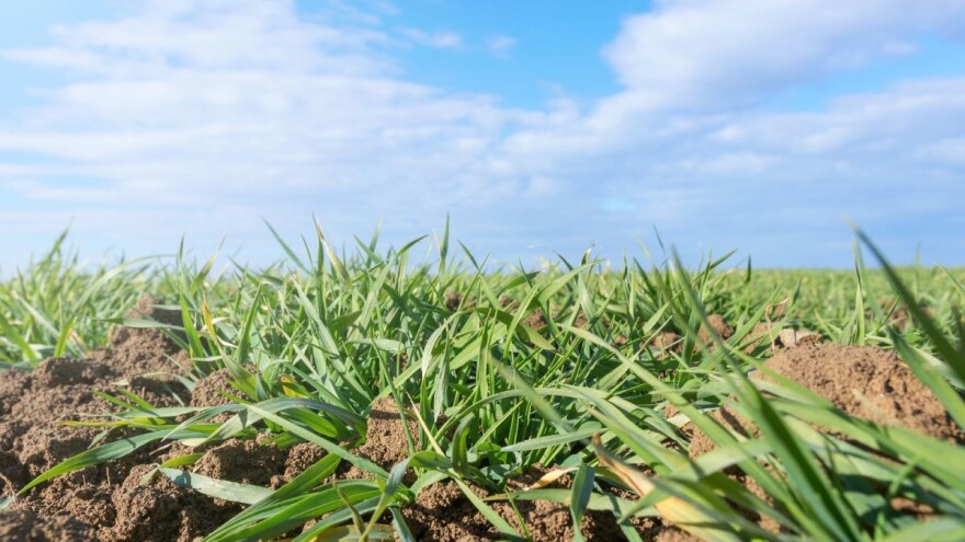 Kasna prva primjena zahtijeva veću količinu dušika!