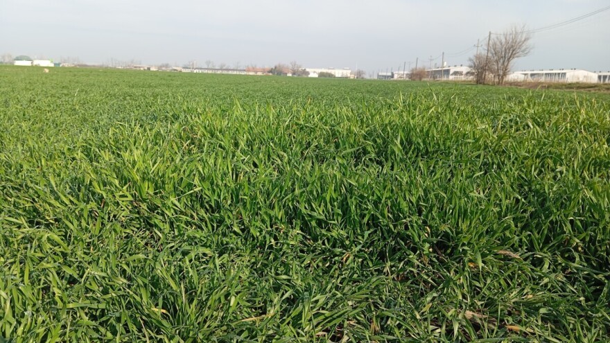 Nakon proleća u januaru, stižu minus i mraz. Uočena siva pegavost lista pšenice