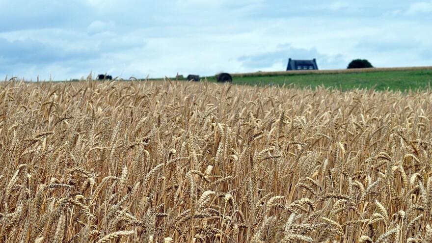 Cene pšenice u crnomorskom regionu nastavile pad