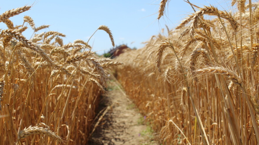 Panika i turbulencije na burzama žitarica se nastavljaju