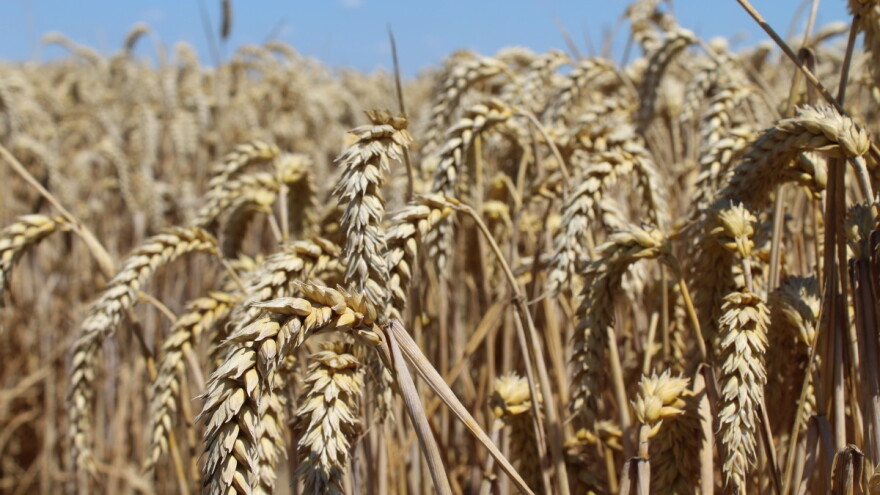 Top 5: Ko su najveći proizvođači pšenice u 2022. godini?