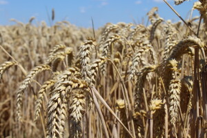 DHSS pisao ministrici Vučković: Kolika će biti otkupna cijena kilograma pšenice?